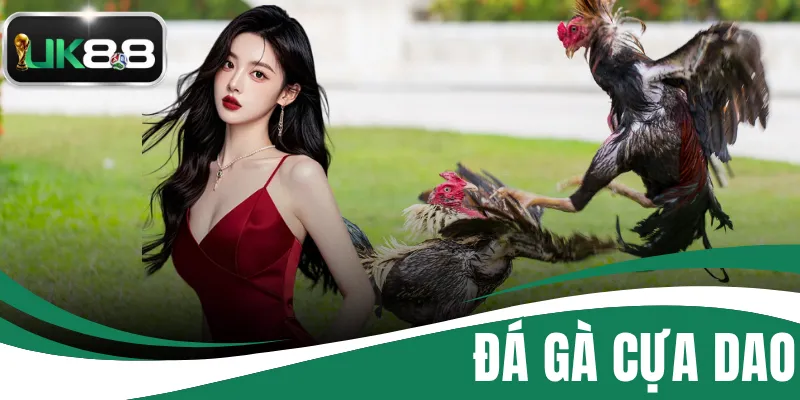 Đá Gà Cựa Dao - Tham Gia Đấu Trường Chọi Kê Kịch Tính