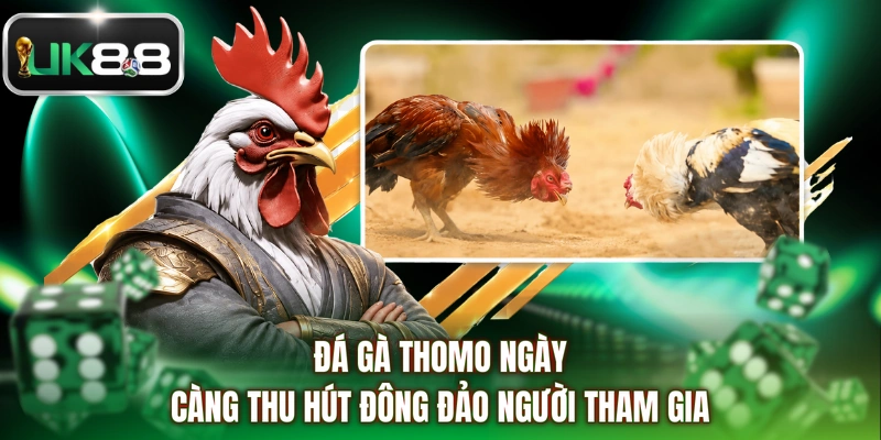 Đá gà thomo ngày càng thu hút đông đảo người tham gia