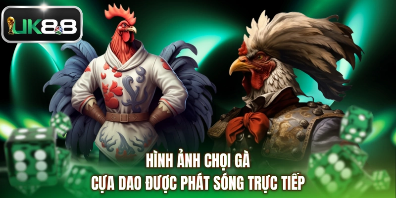Hình ảnh chọi gà cựa dao được phát sóng trực tiếp